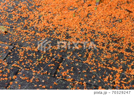 落ちたキンモクセイの花 落ちたキンモクセイの花 70329247