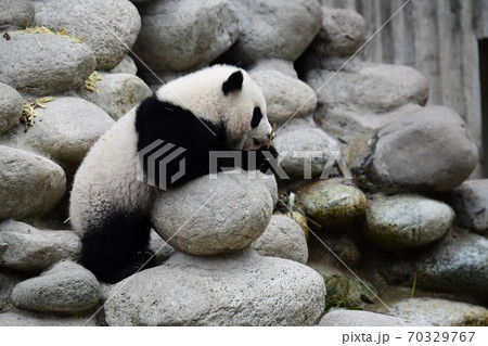 あかちゃんパンダ 70329767