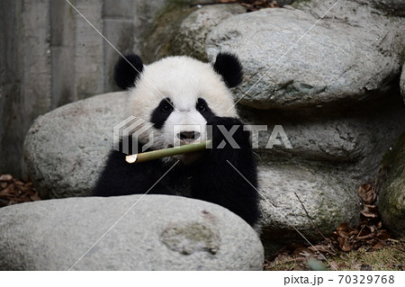 あかちゃんパンダ 70329768