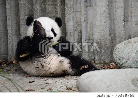 あかちゃんパンダ 70329769