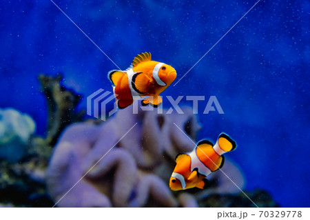 水族館のクマノミの水槽 水族館のクマノミの水槽 70329778