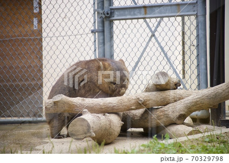 大阪府池田市の五月山動物園のウォンバットト 大阪府池田市の五月山動物園のウォンバットト 70329798