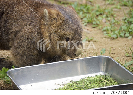 大阪府池田市の五月山動物園のウォンバットト 大阪府池田市の五月山動物園のウォンバットト 70329804