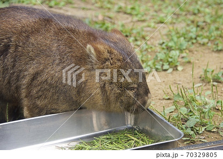 大阪府池田市の五月山動物園のウォンバットト 大阪府池田市の五月山動物園のウォンバットト 70329805