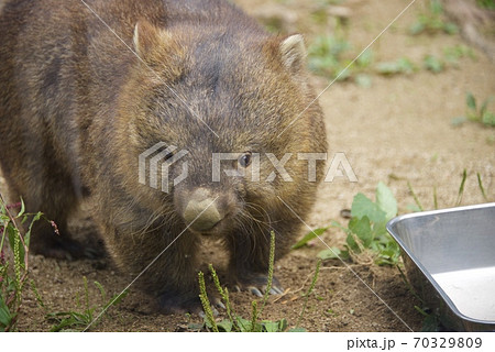 大阪府池田市の五月山動物園のウォンバットト 大阪府池田市の五月山動物園のウォンバットト 70329809