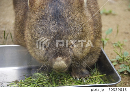 大阪府池田市の五月山動物園のウォンバットト 大阪府池田市の五月山動物園のウォンバットト 70329818