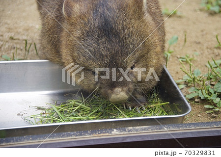 大阪府池田市の五月山動物園のウォンバットト 大阪府池田市の五月山動物園のウォンバットト 70329831