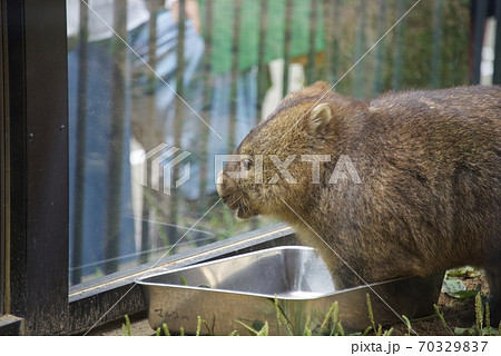 大阪府池田市の五月山動物園のウォンバットト 大阪府池田市の五月山動物園のウォンバットト 70329837