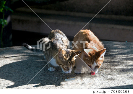 仲良し猫の写真素材