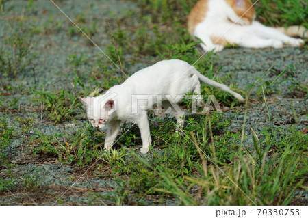 見ず知らずの野良猫お兄ちゃんに守られてすくすく育つ捨て猫の子猫 70330753