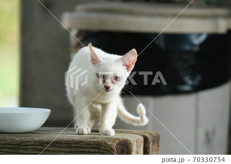 見ず知らずの野良猫お兄ちゃんに守られてすくすく育つ捨て猫の子猫 70330754