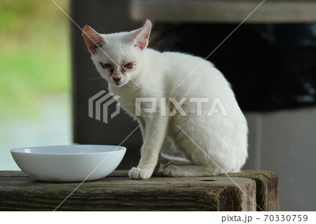 見ず知らずの野良猫お兄ちゃんに守られてすくすく育つ捨て猫の子猫 70330759