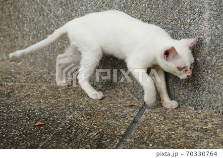 見ず知らずの野良猫お兄ちゃんに守られてすくすく育つ捨て猫の子猫 70330764
