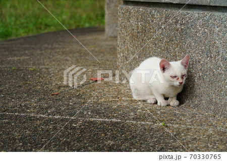 見ず知らずの野良猫お兄ちゃんに守られてすくすく育つ捨て猫の子猫 見ず知らずの野良猫お兄ちゃんに守られてすくすく育つ捨て猫の子猫 70330765