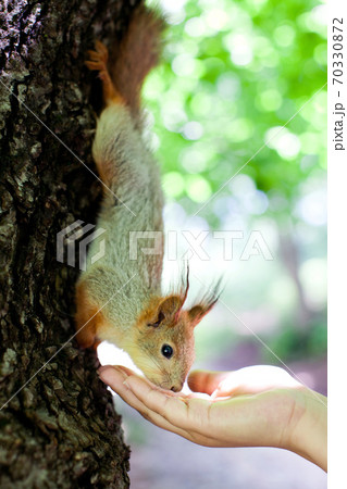 squirrel eating from human hand on tree squirrel eating from human hand on tree 70330872