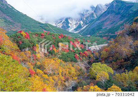 カラフルに色づいた秋の高山の林 カラフルに色づいた秋の高山の林 70331042