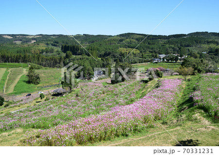 上原高原コスモス園の全景 上原高原コスモス園の全景 70331231