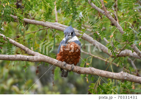 クビワヤマセミ（パンタナール、ブラジル） 70331431