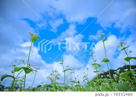 空高くそびえる白き花の写真素材