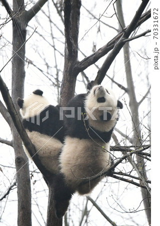 小パンダ 70331672