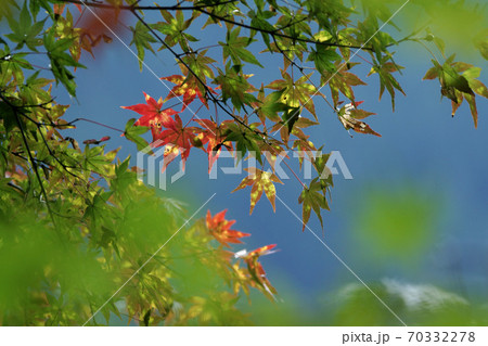 鳥取　四季の散歩　秋　豐乗寺 70332278