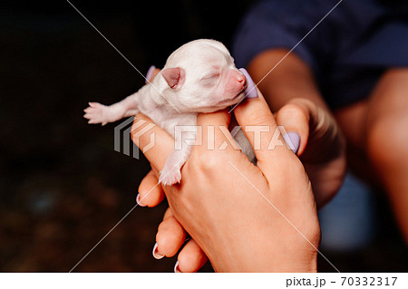 white tiny newborn Chihuahua puppy in hands white tiny newborn Chihuahua puppy in hands 70332317
