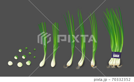 Spring onions fresh and spring onions shredded collections, design isolated on white background 70332352