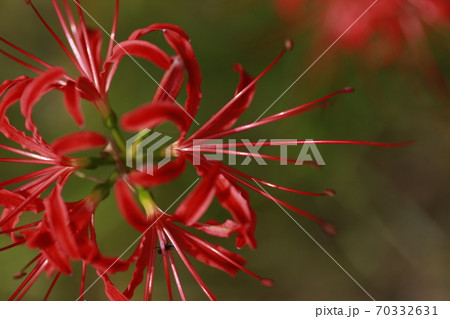 彼岸花2020_04 70332631