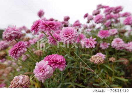 a lot of beautiful flowers. High quality Photo a lot of beautiful flowers. High quality Photo 70333410