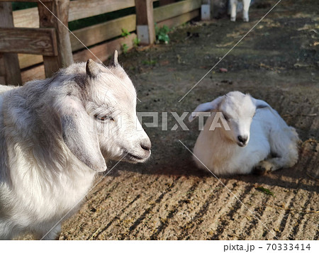 a small white goat with two horns in the fold a small white goat with two horns in the fold 70333414