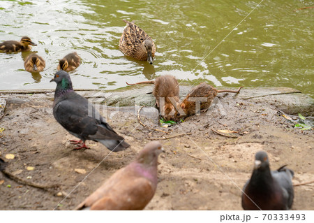 water spit, duck with ducklings, pigeons on banks water spit, duck with ducklings, pigeons on banks 70333493