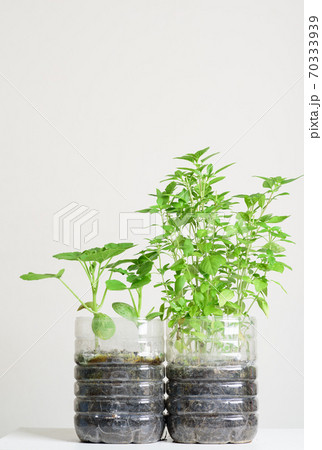 Plastic bottles water DIY for planting vegetables plant 70333939