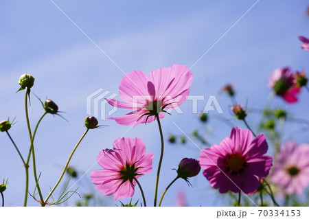 コスモス コスモス 70334153