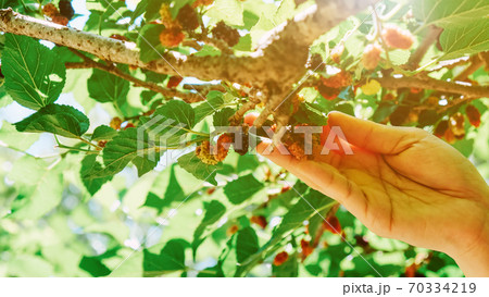 Image of Fresh mulberries on the branch in farm Image of Fresh mulberries on the branch in farm 70334219