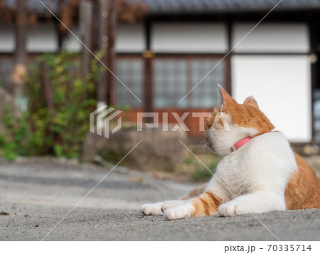 横向きに座る首輪を着けた茶色と白色の猫の写真素材