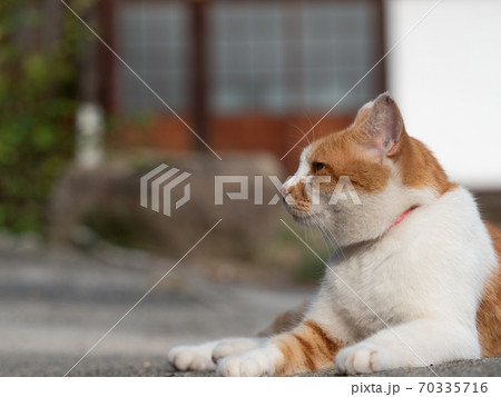 横向きに座る首輪を着けた茶色と白色の猫の写真素材