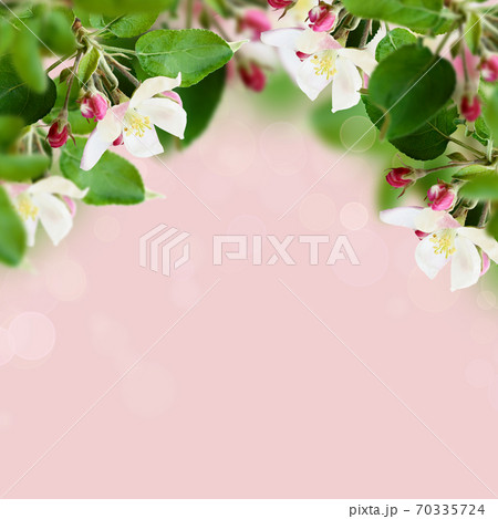 Apple flowers and buds 70335724