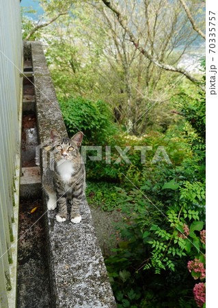 おじいちゃんからの遺伝でしっぽの折れたキジトラ野良猫の子猫 おじいちゃんからの遺伝でしっぽの折れたキジトラ野良猫の子猫 70335757