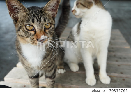 おじいちゃんからの遺伝でしっぽの折れたキジトラ野良猫の子猫 おじいちゃんからの遺伝でしっぽの折れたキジトラ野良猫の子猫 70335765