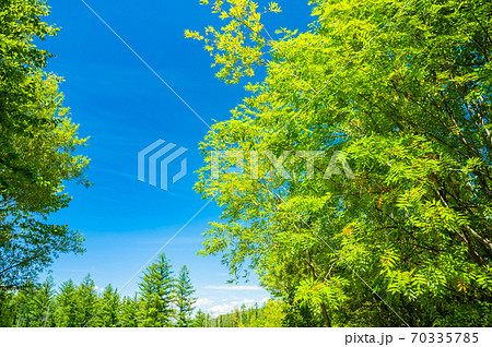 白樺、富良野、北海道、美瑛、快晴、青空、新緑 白樺、富良野、北海道、美瑛、快晴、青空、新緑 70335785