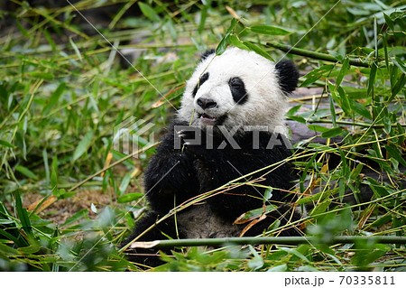 笹を食べる赤ちゃんパンダの写真素材