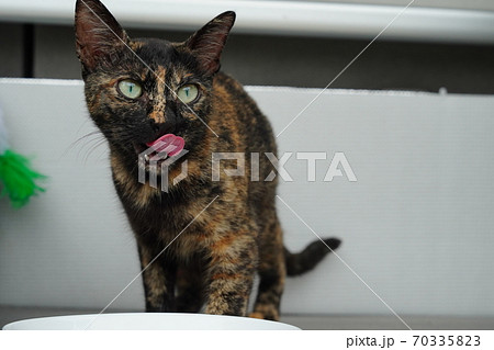 綺麗な目の錆柄野良猫の母親が朝食の後にトイレタイム 綺麗な目の錆柄野良猫の母親が朝食の後にトイレタイム 70335823
