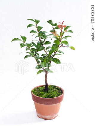 緑の植物, さざんかの植木鉢 70335851