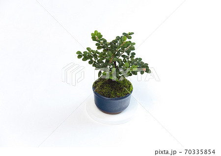 小さな紅紫檀の盆栽 小さな紅紫檀の盆栽 70335854