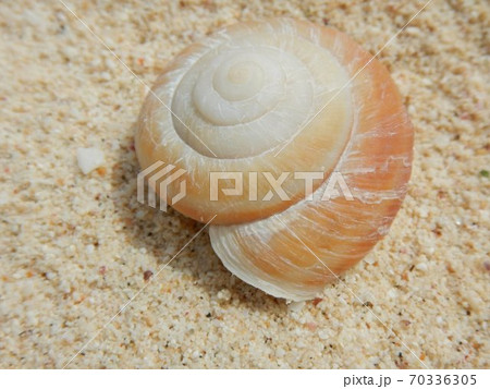 ヒロベソカタマイマイの貝殻の写真素材 [70336305] - PIXTA