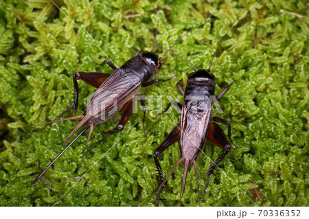 エンマコオロギのオスとメス 70336352