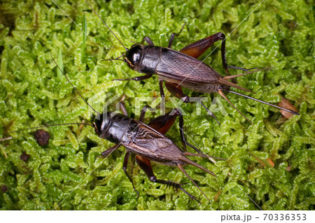 エンマコオロギのオスとメス 70336353