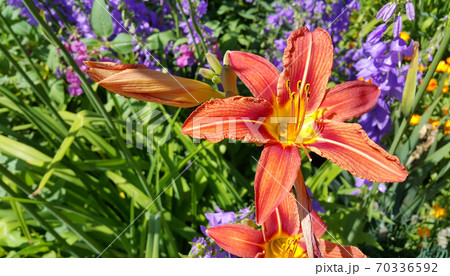 Beautiful bright day-lily and and other flowers in summer garden Beautiful bright day-lily and and other flowers in summer garden 70336592