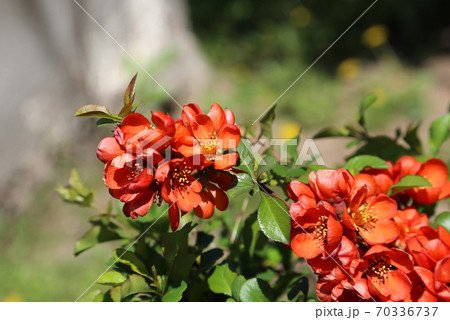 Beautiful bright flowers of spring Pigwa fruit or Apple Guince or Japanese Guince or Chaenomeles Japonica shrub Beautiful bright flowers of spring Pigwa fruit or Apple Guince or Japanese Guince or Chaenomeles Japonica shrub 70336737