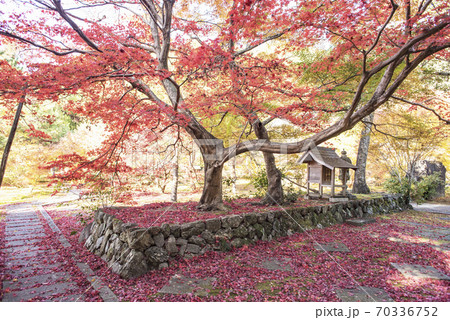 大智寺の紅葉 大智寺の紅葉 70336752